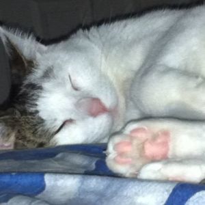 Meet your Posher, Bridgette